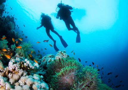 Open Water Diver (OWD) Sharm